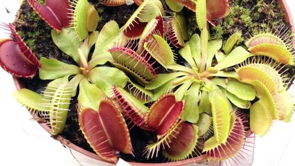 Carnivorous plant eating a spider (Dionaea muscipula)