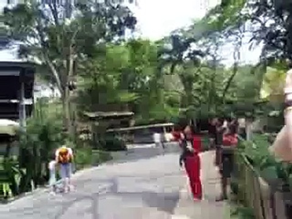 orangutan overhead and free to roam