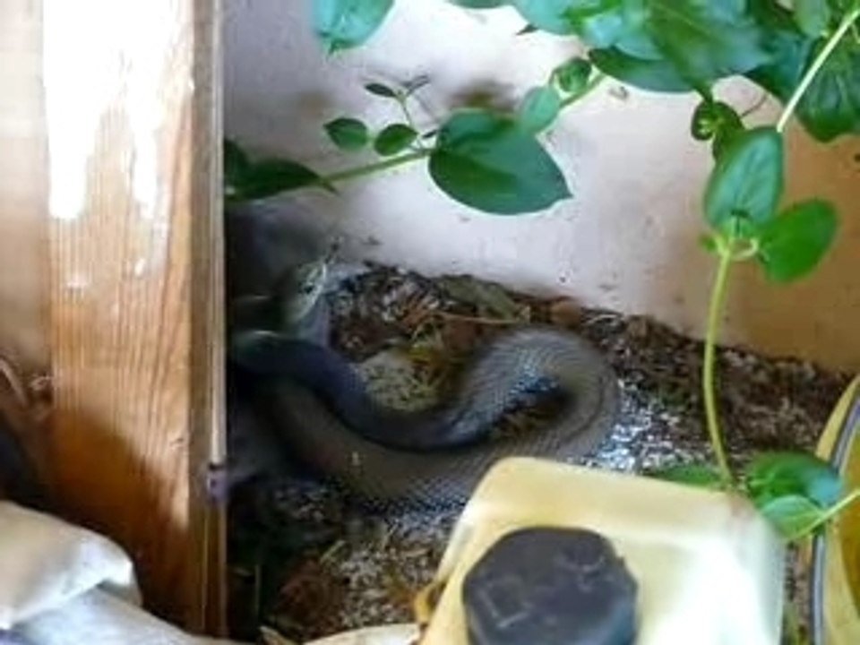 Serpent