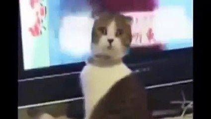 Funny Cats Videos Try Not to Laugh That Make you Laugh so Hard [Full Episode]