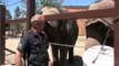 Funny Animals Elephants at Calgary Zoo | Funny Videos 2015 [Full Episode]