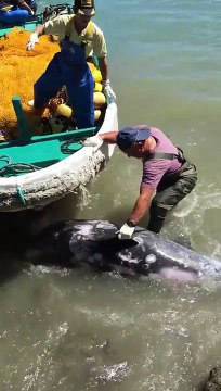 Terrified Dolphin Throws Himself At Man's Feet To Escape Hunters