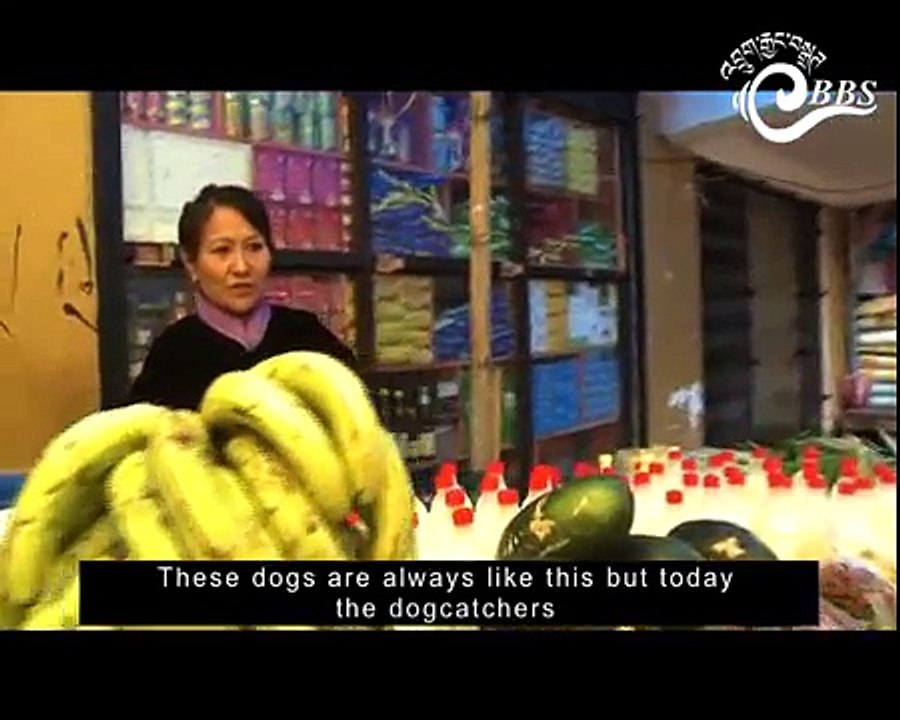 If dogs could talk... would you like their bark?