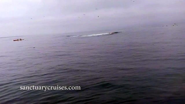 Une baleine saute sur un kayak