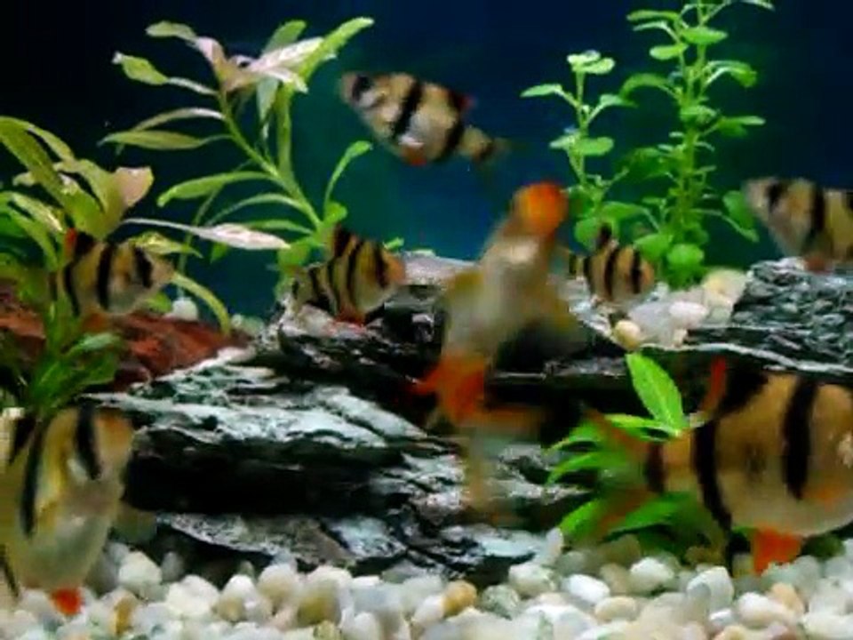 10 Gallon Tiger Barbs