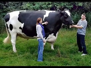 Largest Animals in World - Video Dailymotion