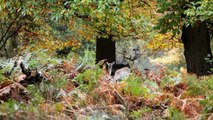 Wildlife in Richmond Park Surrey Greater London