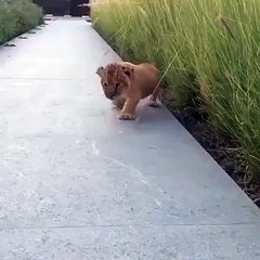 El rugido de este pequeño y tierno león se vuelve viral