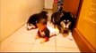 Two Dogs Imitating A Baby Crawling