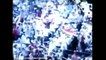 Cricket Videos of India  Shoaib Akhtar Scared of Bowling to Sachin Tendulkar Said by Wasim Akram sac