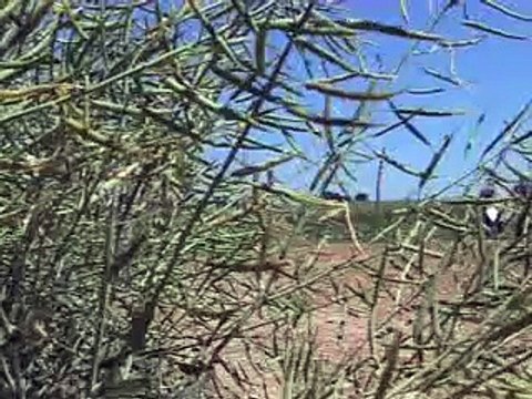 Journée de démo materiel semis et désherbage colza et tournesol