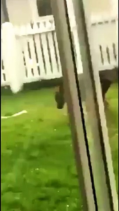 Ce chien va avoir un sérieux mal de tête