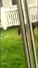 Ce chien va avoir un sérieux mal de tête