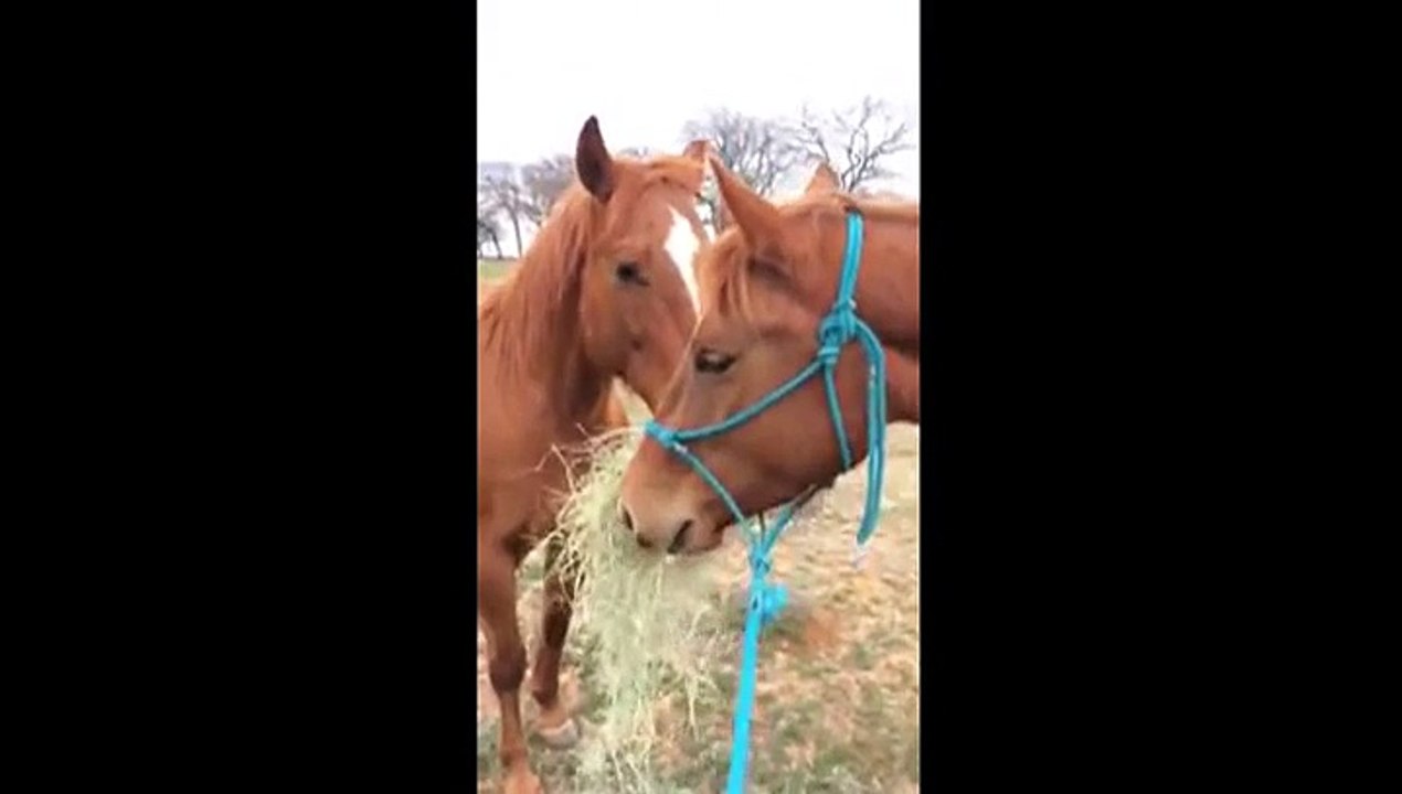 Voilà ce que ca donne quand un cheval fait le canard
