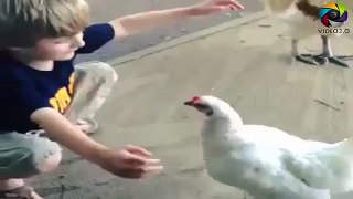 Love knows no bounds, even if you are a chicken   cute animal video