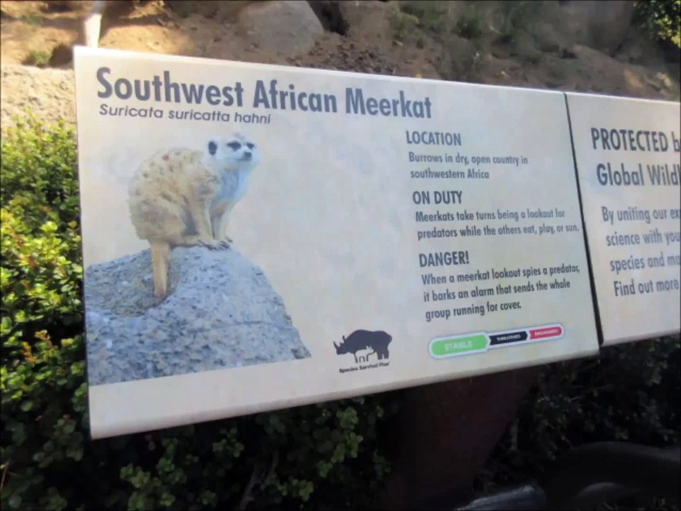 Cute Meerkats at the San Diego zoo