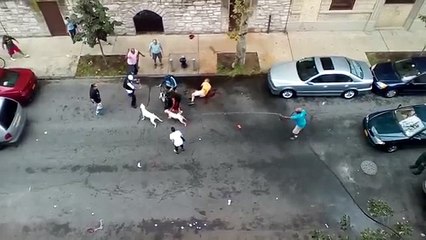 Deux pitbulls incontrôlables attaquent un homme dans la rue