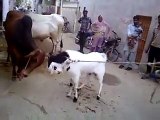 wwe bakra fighting 2015