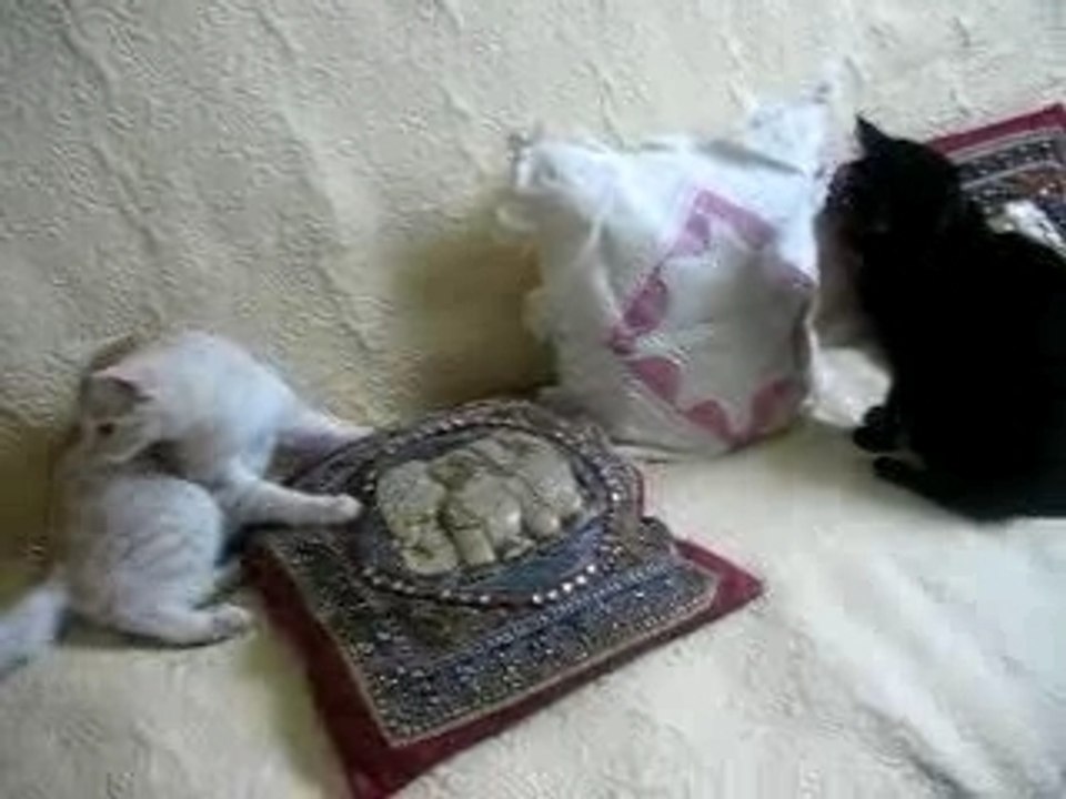 jeu-chat avec ataxie cérebelleuse