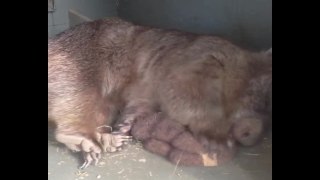 Diesem Wombat wurde Depression diagnostiziert