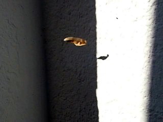 Cette petite feuille avec son ombre