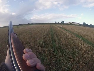 setter fibi daya arret sur des perdreaux