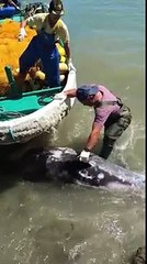 Terrified Dolphin Throws Himself At Mans Feet To Escape Hunters