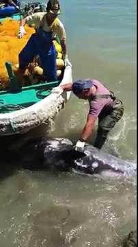 Terrified Dolphin Throws Himself At Mans Feet To Escape Hunters