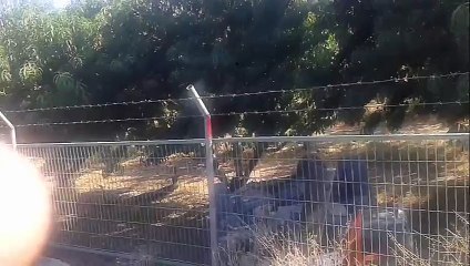 Yoldan Çıkan Araç şeftali Bahçesine Uçtu