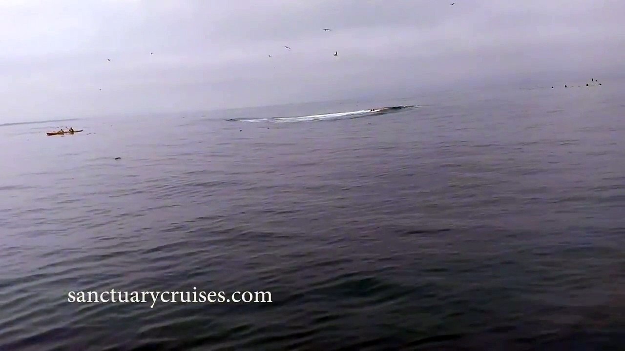 Une baleine saute sur un kayak ! Vidéo Dailymotion