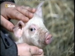 Cerdos: Inteligencia animal