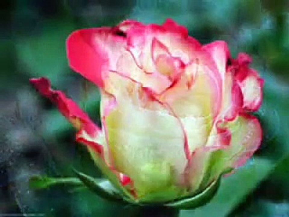 Sezai Karakoç - Ey Sevgili