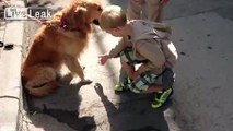 Clever dog gives paws for children