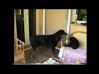Quand un Rottweiler Joue avec un Bébé Chimpanzé
