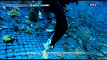 Journal de 20 H sur TF1, sur la reconstruction des récifs de Coraux
