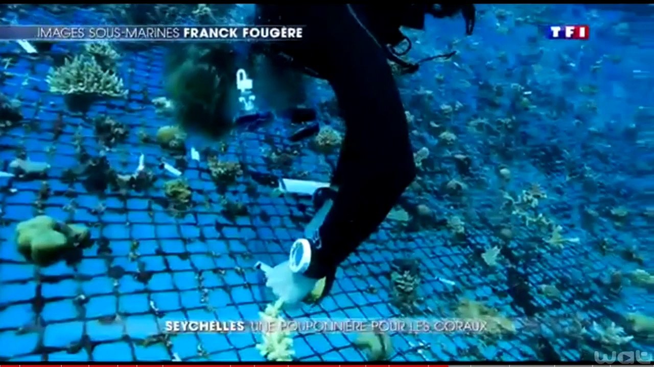 Journal de 20 H sur TF1, sur la reconstruction des récifs de Coraux