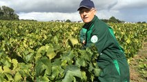 Le Malvoisie lance les vendanges des Coteaux d'Ancenis