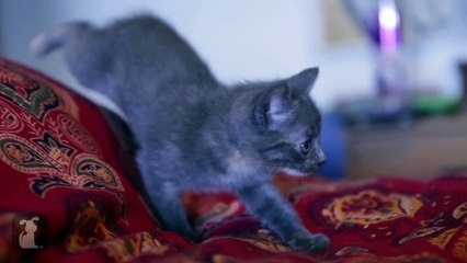 LOL: Curious Kitten Sneaks Up On Feather Wand, Falls Off Bed