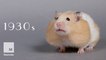 100 Years of Hamster Beauty