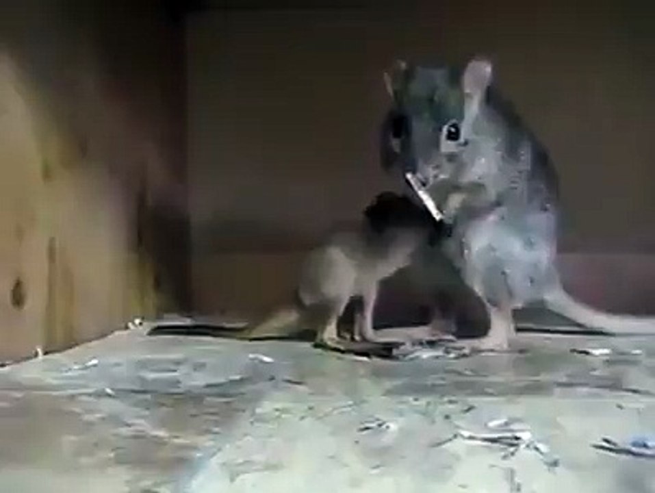 கங்காரு எலி...