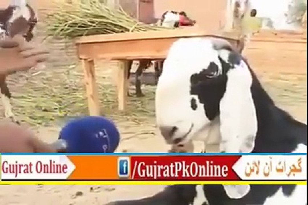 Bakra Interview Gujrat