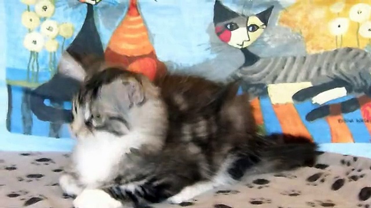 13-9-15 Léogan Vidéo 2