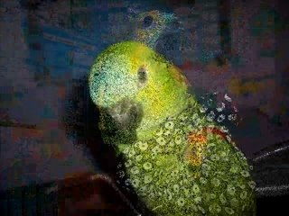 Les aventures de Kiwi