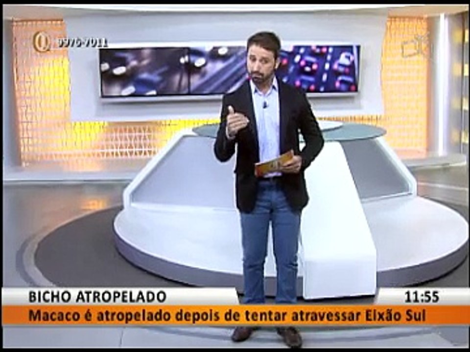 BICHO ATROPELADO