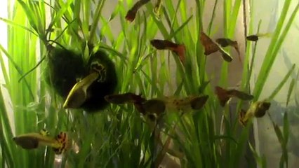 Вечерний аквариум — гуппи