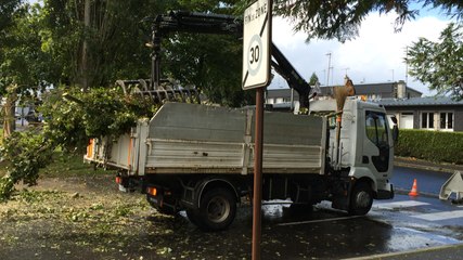 Une voiture écrasée par un peuplier