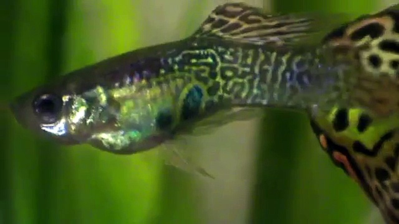 Самец гуппи ( крупный план рыбы САМЕЦ )