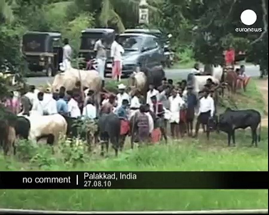 cattle-race