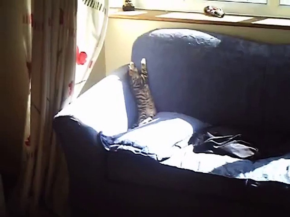 Dumbest cat ever!!
