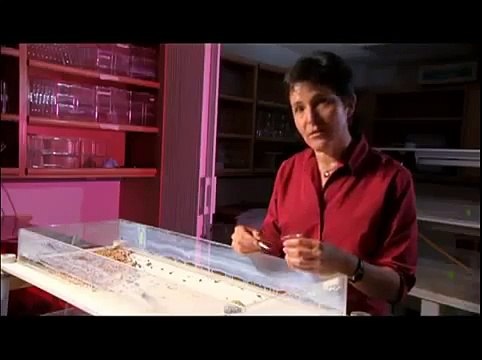 THE EVOLUTION OF COMMUNICATION NOVA EVOLUTION Discovery Science Animals